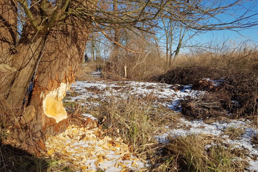 gemütlicher Bungalow - foto 23
