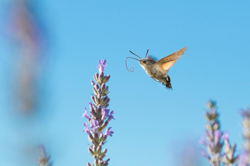 Le petit Nichoir - foto 36