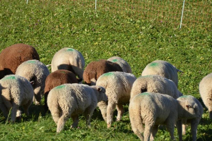 Biohof Furn - foto 16