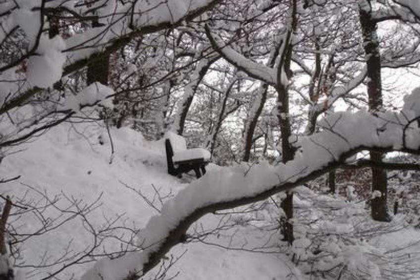 Am Waldrand - foto 37