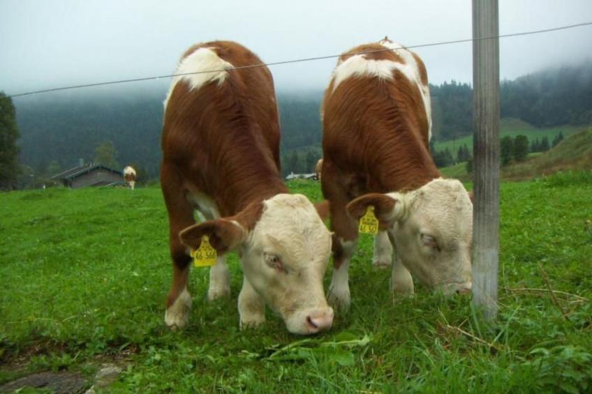 Haus Hinterseer - foto 14