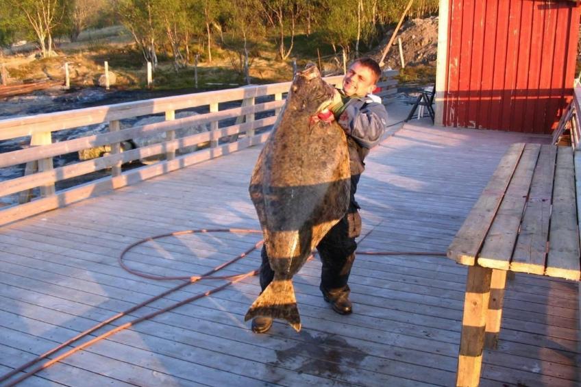 Nesset, Meløy Naturerlebnisse - foto 12