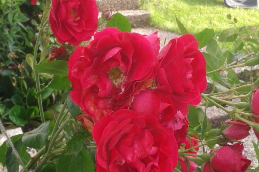 Haus Starkenburg - foto 18