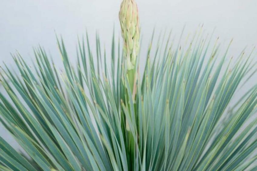 Résidence La Perle Rose Villa Standing 5 étoiles Avec Piscine Jacuzzi Et Superbe Vue - foto 33