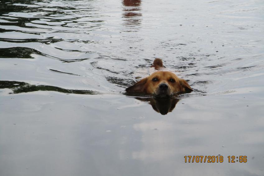 Appartement mit Garten, Grill und Terrasse - foto 19