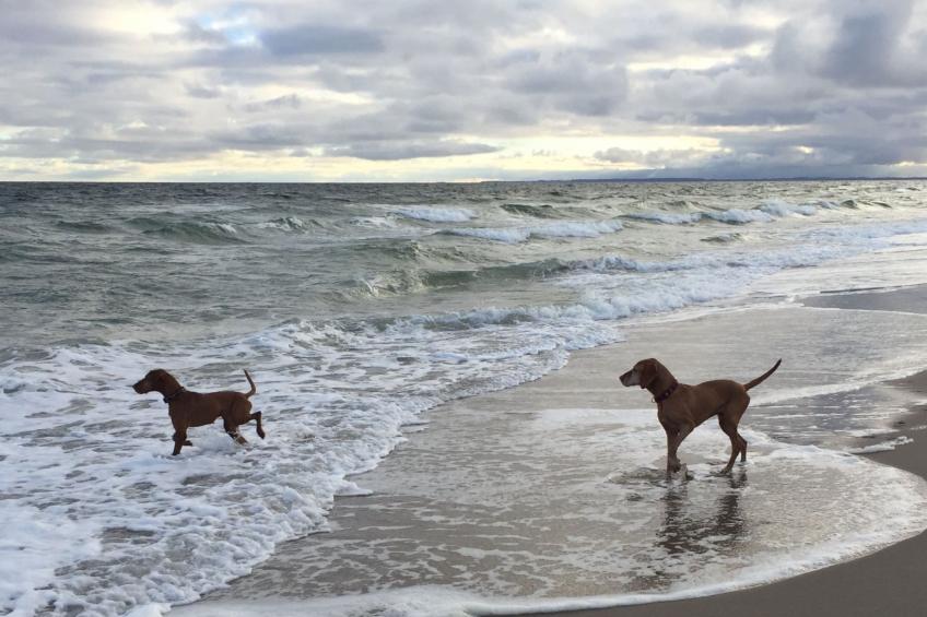 'Heile Welt' bei Maasholm - foto 20