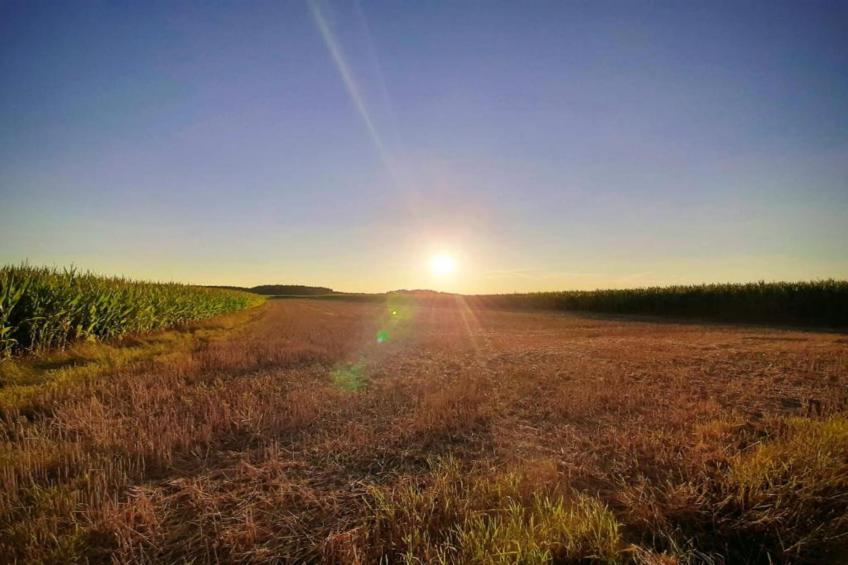 Wilder Wein - foto 33