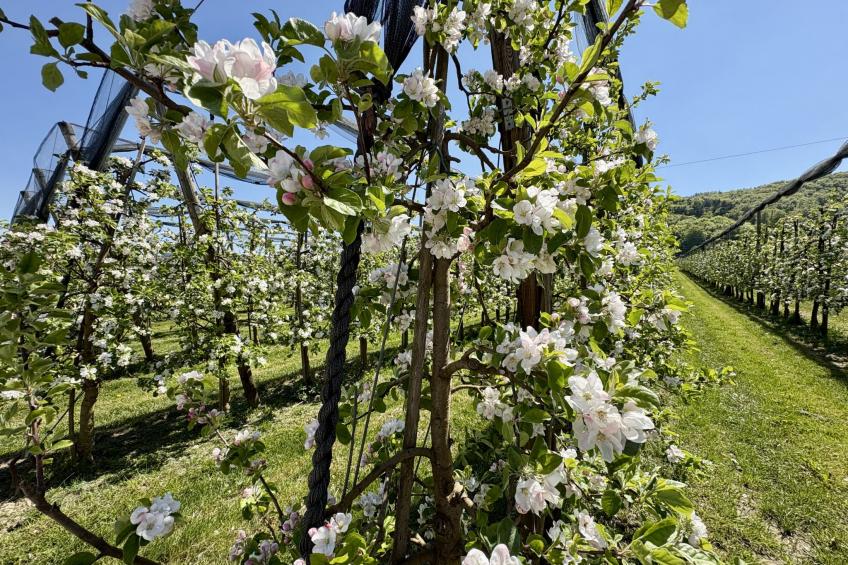 Sonnige Aussichten - Obstbau Koch - foto 61
