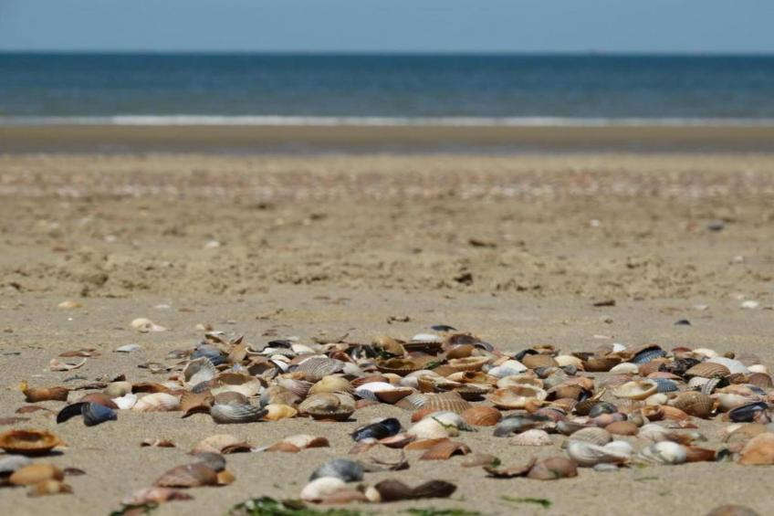 Zuidstraat 103 - foto 39