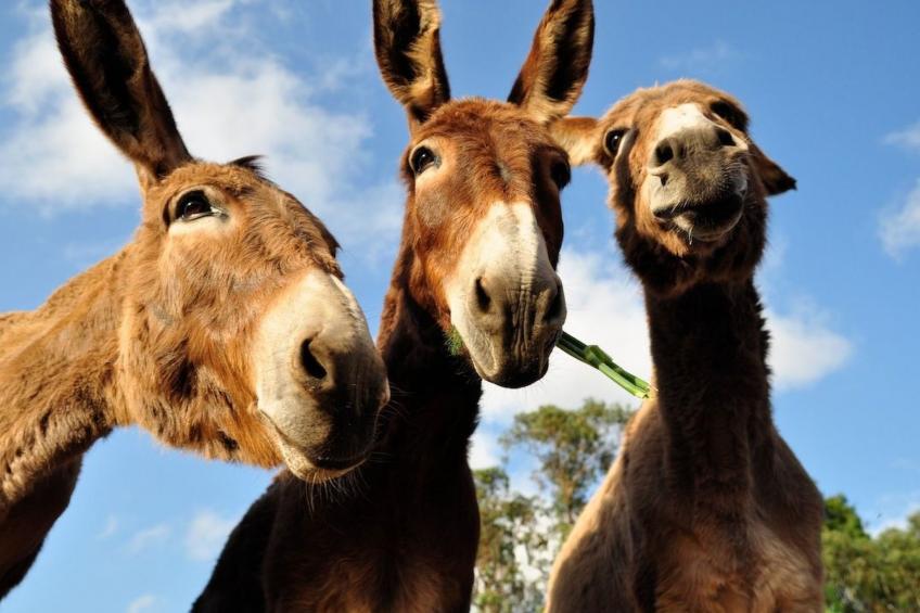 Romantisch und einzigartig "Das Bambus-Apartment - foto 16