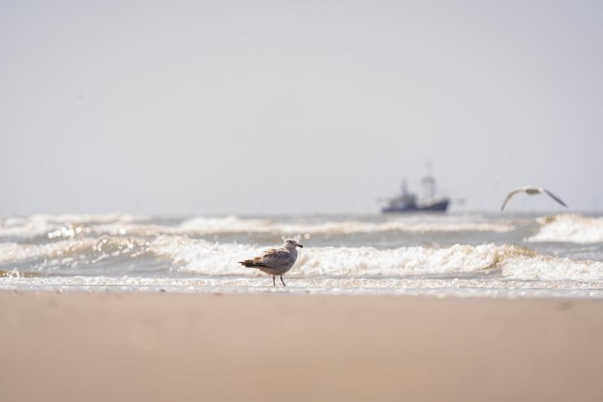 Resort Beach Houses Wijk aan Zee 1 - foto 30