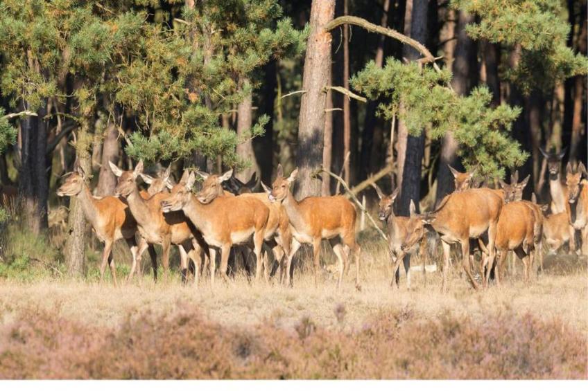 Bospark de Schaapskooi - foto 38