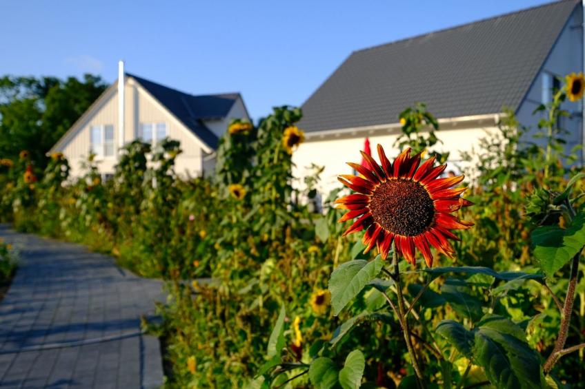 Hafenkönigin - foto 8