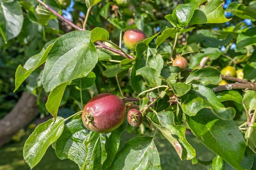 "Sampsa" - 75m from the sea - foto 16