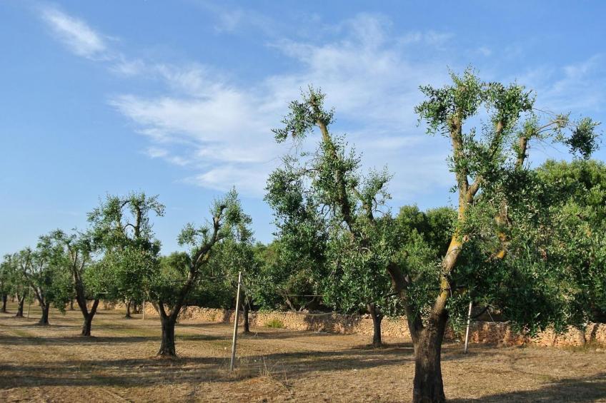 Villetti Trullissimo - foto 22