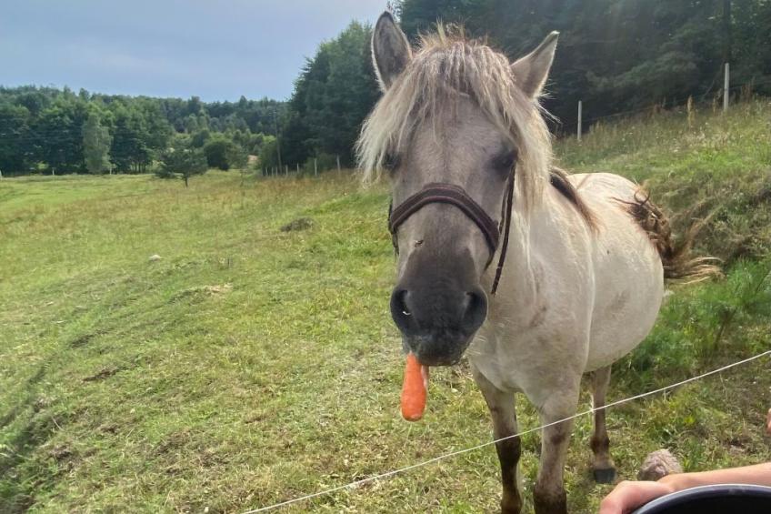 Alte Dorfschule - foto 36