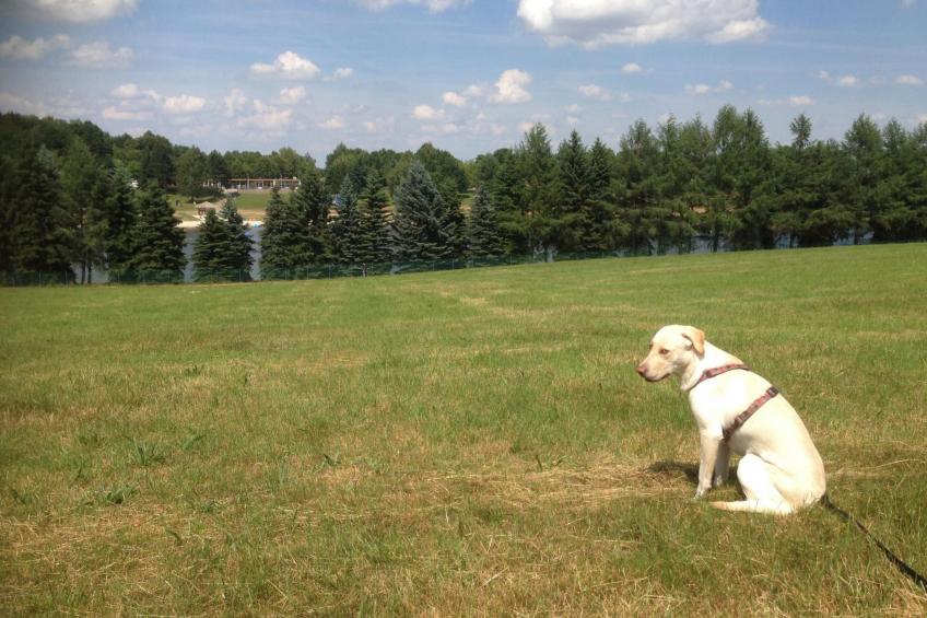 Waldhütte - foto 42