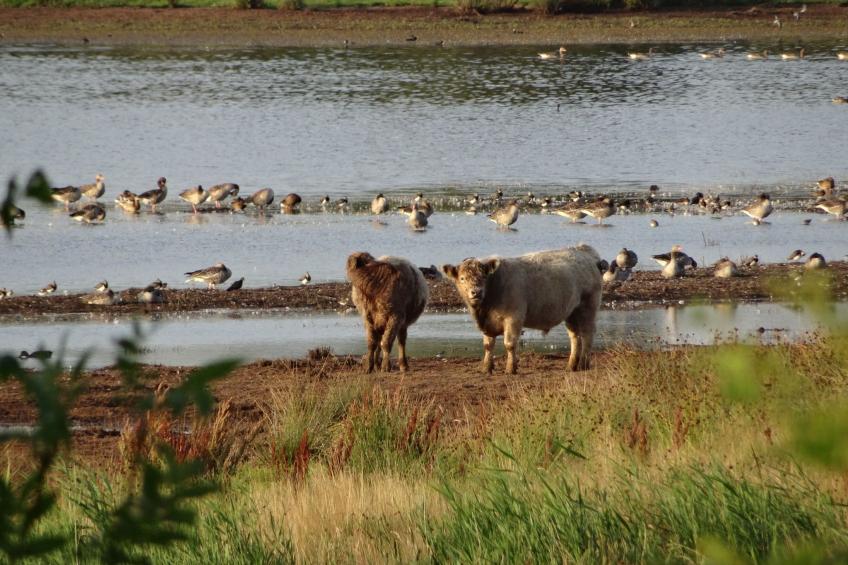 Urlaub am Meer im Ferienhaus mit Sauna - foto 5