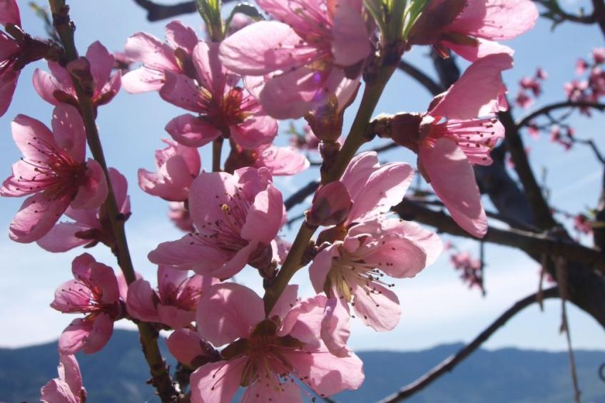 Kerschbamerhof Fewo Pink Lady mit Panoramablick - foto 20