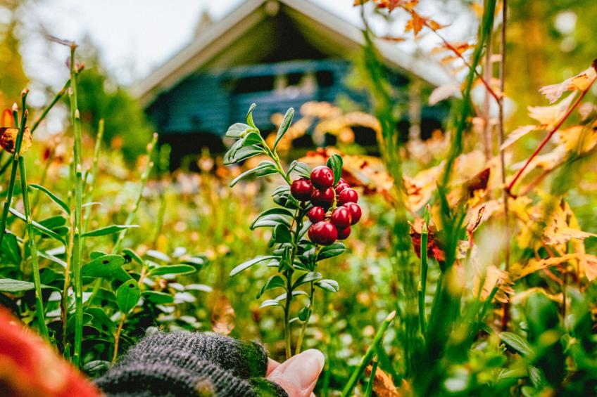 Tiira, loma-aution lomamökit - foto 6