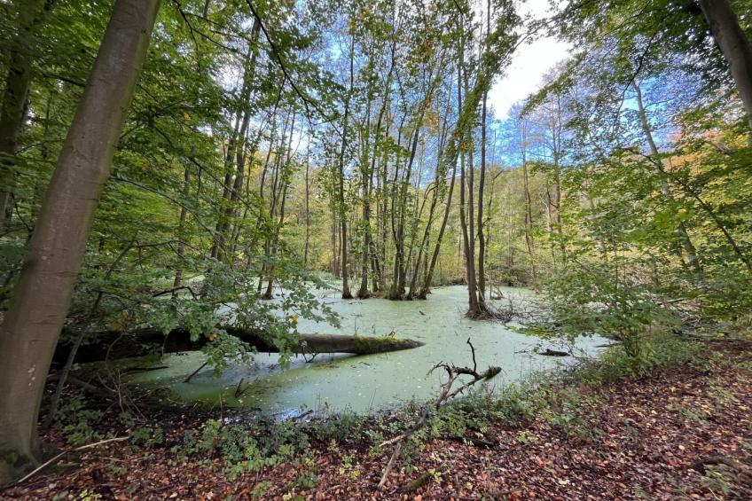 Landurlaub Mecklenburgische Seenplatte b. Waren Müritz - foto 32