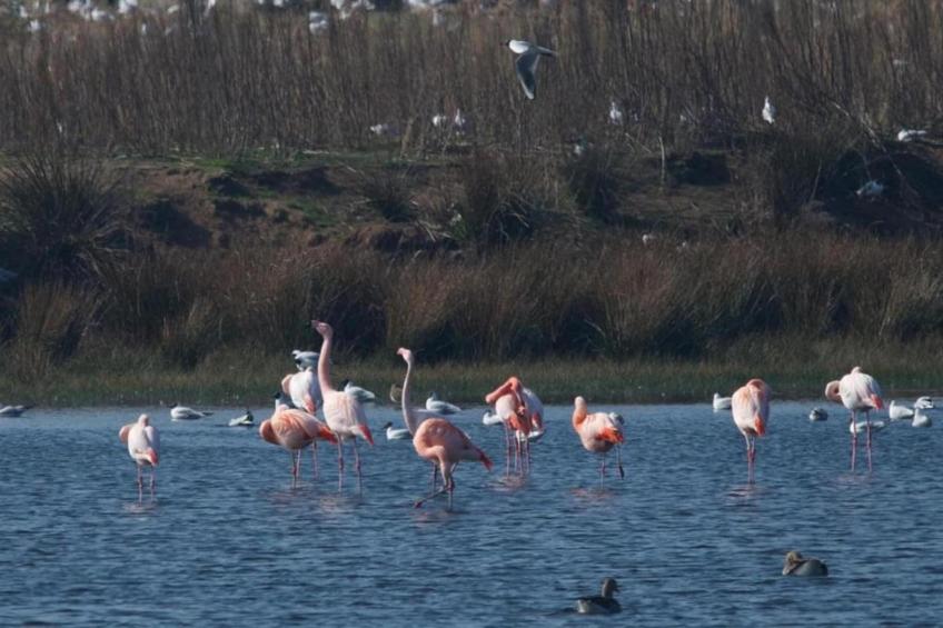 Halseweg 54 - foto 29