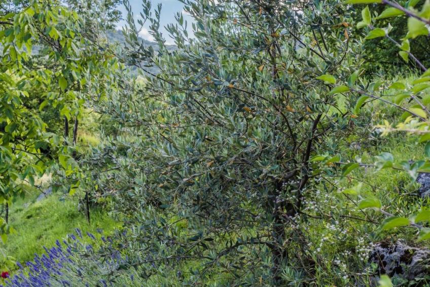 für 2 Personen ca. 50 m² in Rukavac, Kvarner Bucht (Gespanschaft Primorje- - foto 32