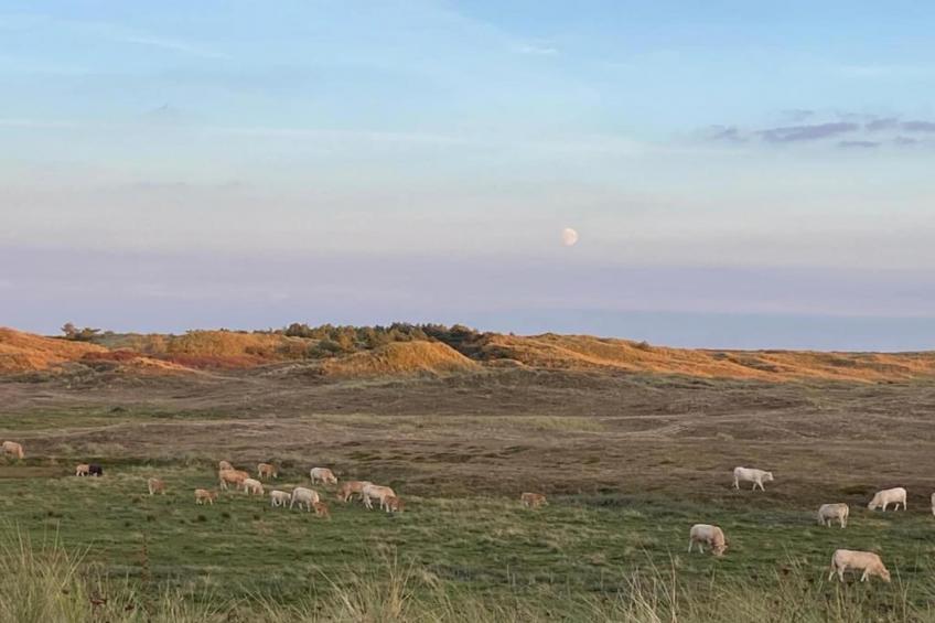 De Schelp 21 - foto 31