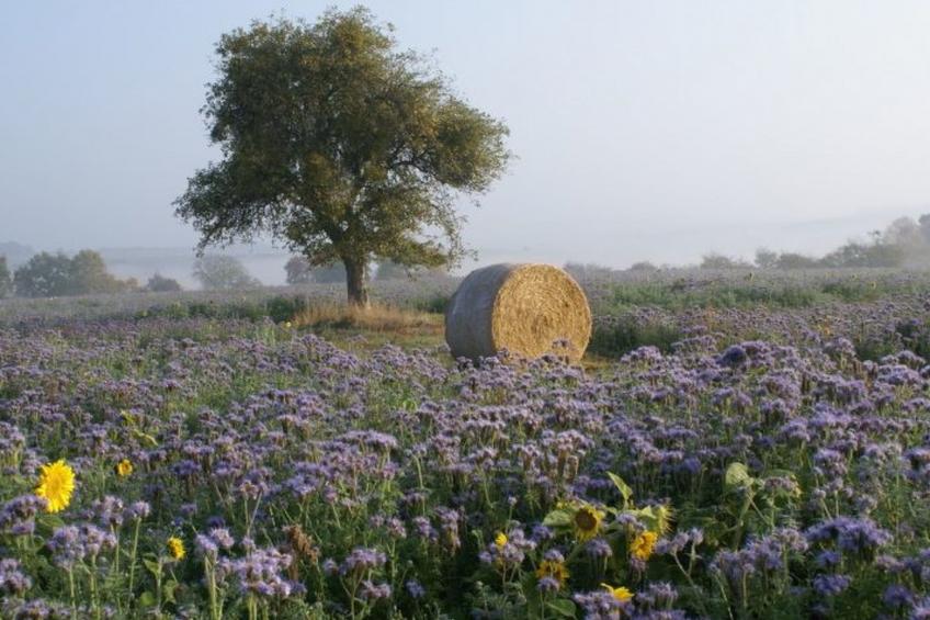 Gästehaus Margerite - foto 21