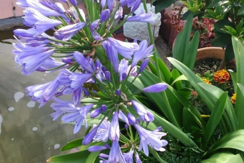 Appartement mit Terrasse, Garten und Grill - foto 32