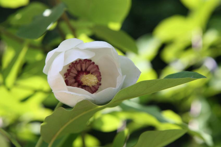 Himmelreichmühle in Sausal - foto 16