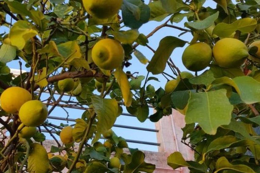 Su Niu Crobu - foto 14