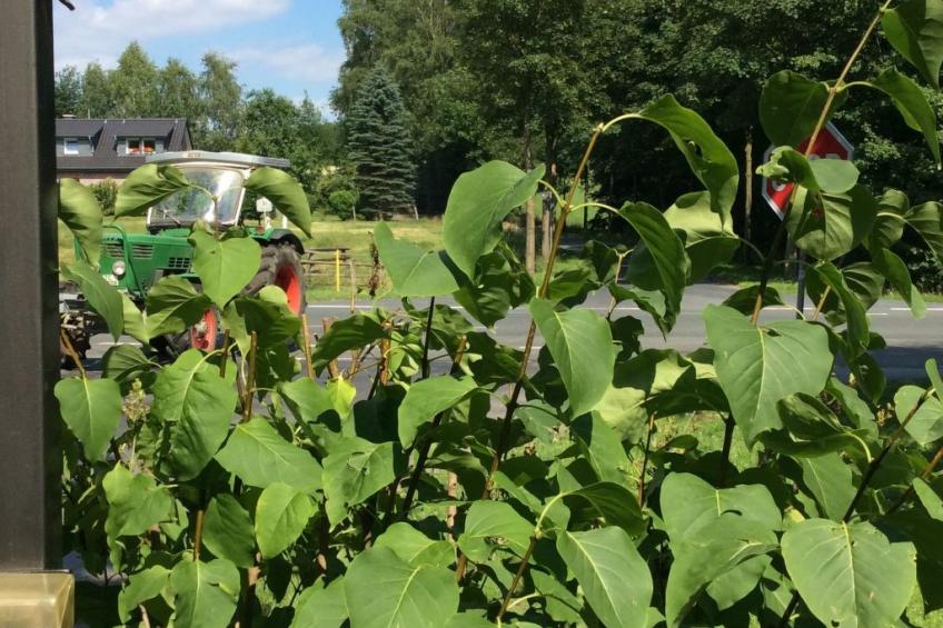 An der Königstrasse - foto 2