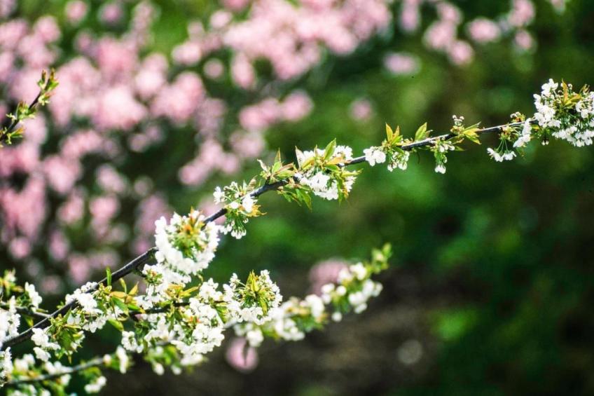 Perle-Lollipop - foto 21