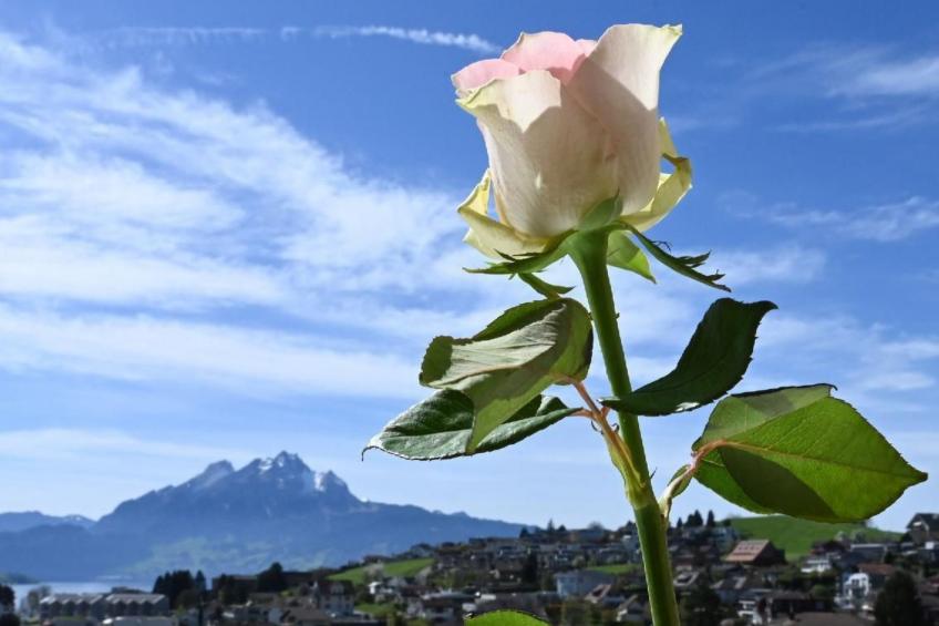 Appartement Alpenblick / F6 - foto 11