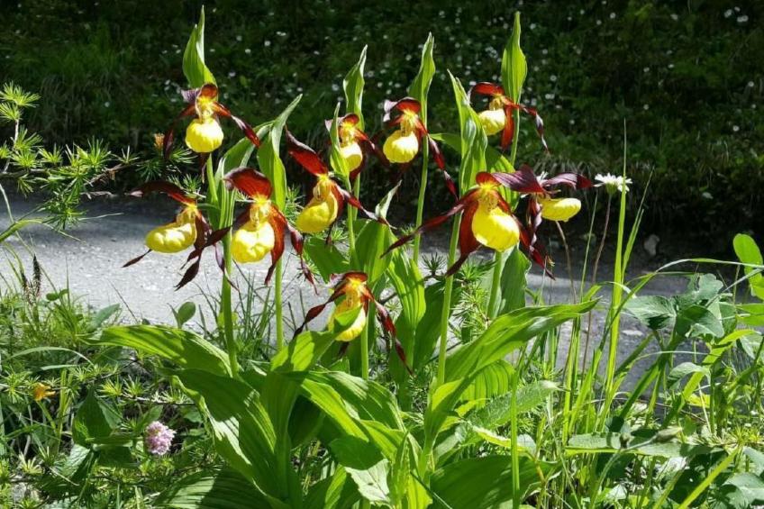 Pensiun Tung - foto 33