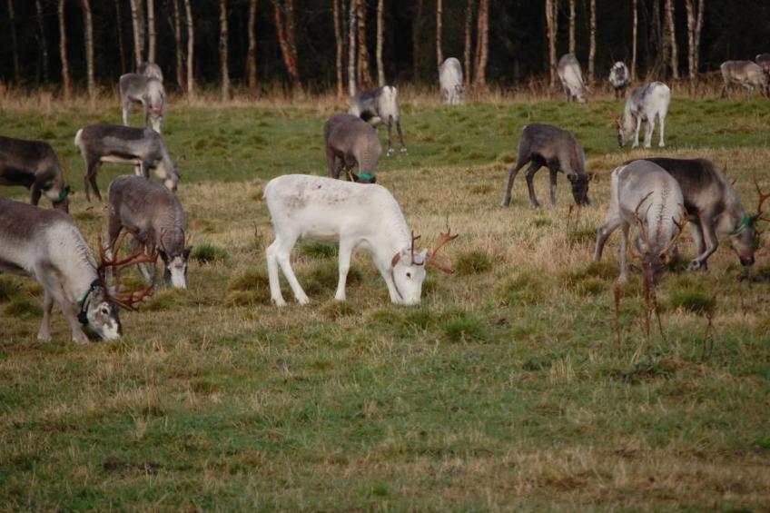 in Sorsele mit Gemeinsamem Garten - foto 10