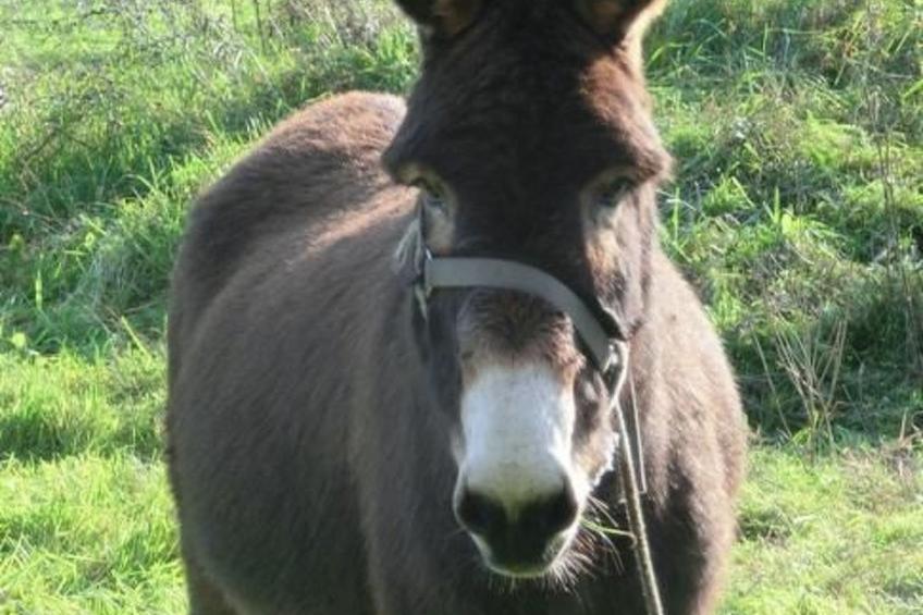 Anwesen "Oase der Ruhe in der Natur" mit Terrasse - foto 18