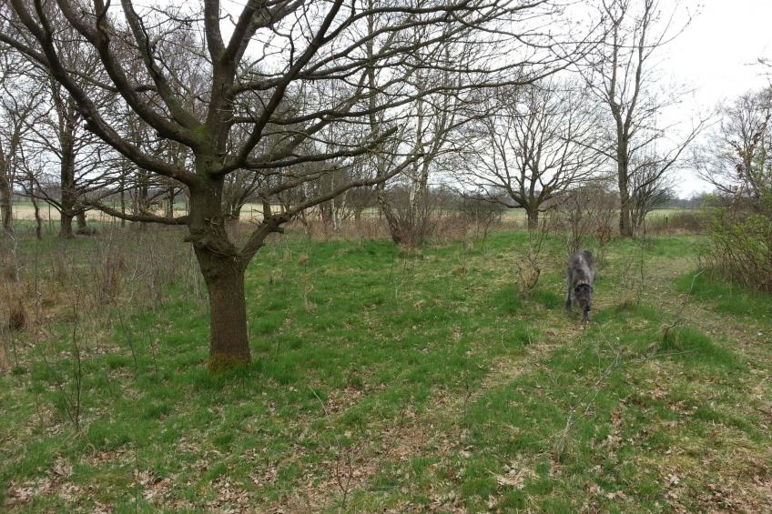 in Bad Bederkesa mit Garten - foto 14