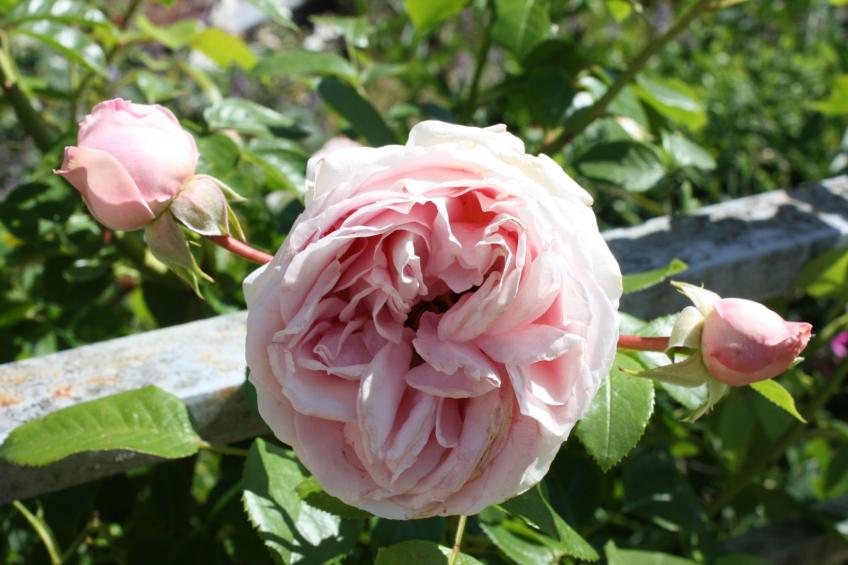 Wohlfühloase für Natur- und Gartenliebhaber - foto 32