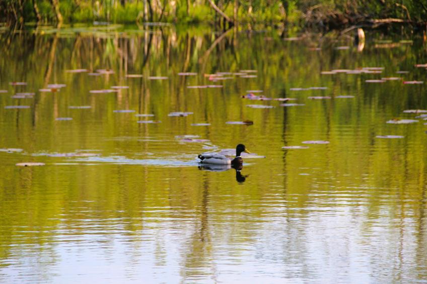 Logements de vacances, Kolczewo - Type A - foto 24