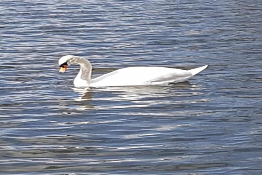 Hausboot in Zehdenick - foto 26