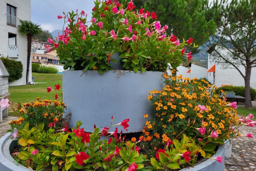 Villaggio Sureggio - foto 30