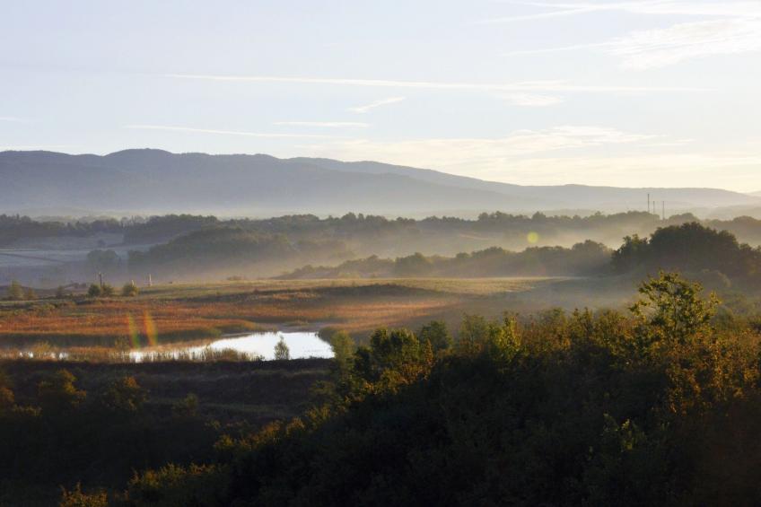 Flache Kornblume - foto 30