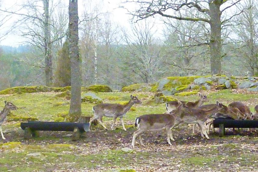 42535 - foto 12