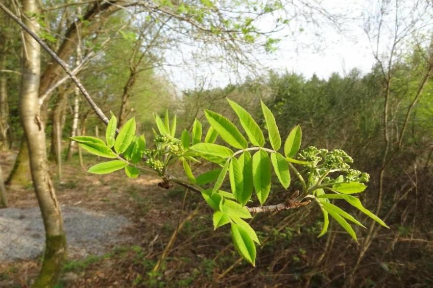 L'Orchidee - foto 37