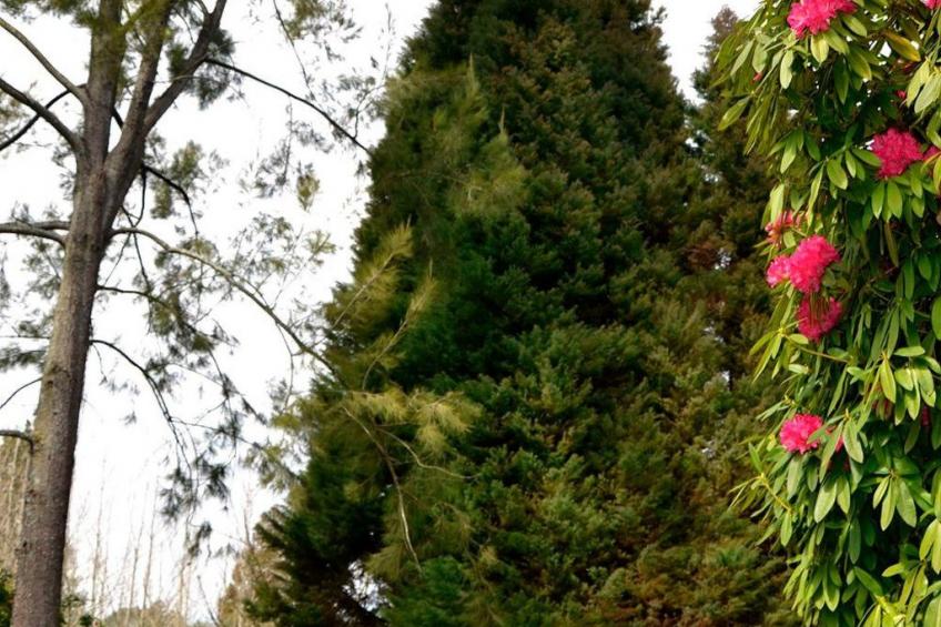 Quinta D'Avó Amélia, wunderschönes Landhaus zwischen den Bergen und dem Meer - foto 38