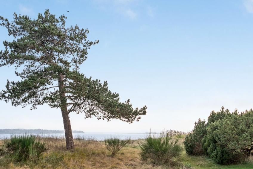 "Bosilka" in Sealand - foto 22