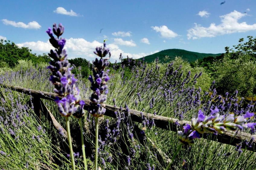 Charmantes Ferienhaus in Ciciano mit Grill, Garten und gemeinsamem Pool und Pan - foto 5