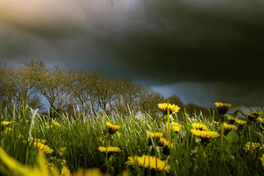 4-persoons bungalow Sondel 37 - foto 28